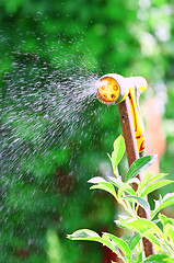 Image showing Watering Flowers