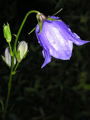 Image showing blue flower with raindrops