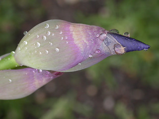 Image showing Rainy Iris