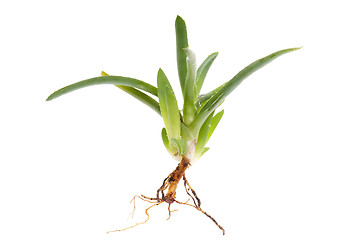 Image showing Aloe vera - herbal medicine 