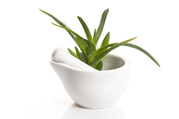 Image showing Aloe vera - herbal medicine 