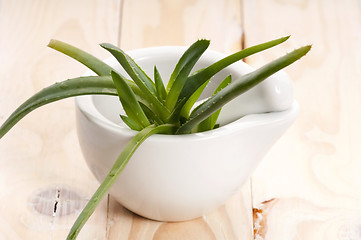 Image showing Aloe vera - herbal medicine 