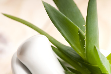 Image showing Aloe vera - herbal medicine 