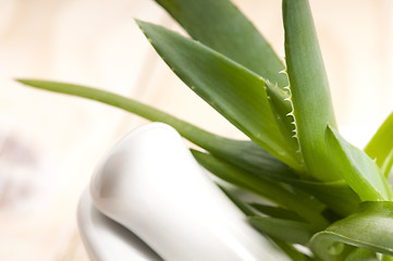 Image showing Aloe vera - herbal medicine 