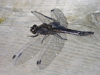 Image showing dragonfly