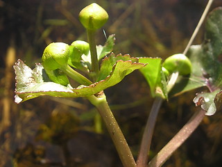 Image showing a plant by the river