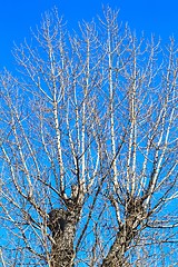 Image showing branches of a tall tree