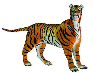 Image showing Big cat tiger standing