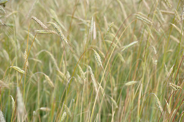 Image showing Grain field background