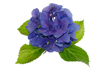 Image showing Lacecap Hydrangea 