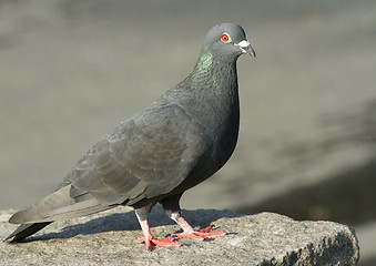 Image showing Wood Pigeon 