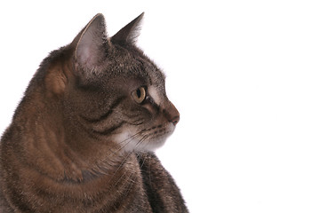 Image showing cat portrait