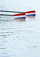 Image showing Rowing oars