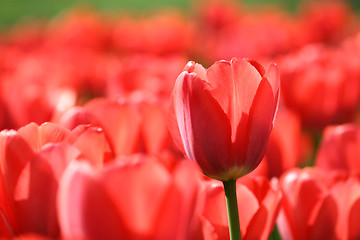 Image showing beautiful red tulips