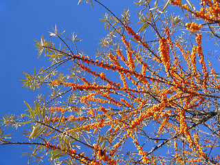 Image showing sea buckthorn berries