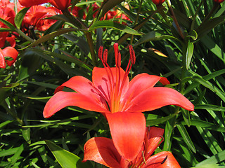 Image showing beautiful red lily flower