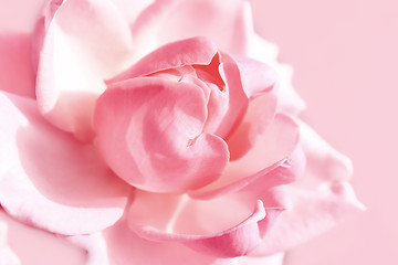 Image showing gentle pink rose