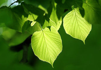 Image showing green foliage glowing in sunlight