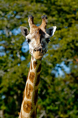 Image showing Giraff