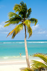Image showing Caribbean beach
