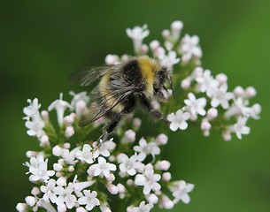 Image showing Bumblebee