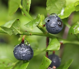 Image showing Blueberries