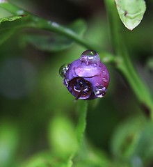 Image showing Wet blueberry