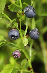 Image showing Blueberries