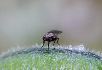 Image showing Fly sitting a plant