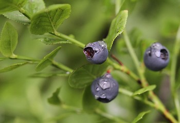 Image showing Blueberries