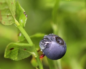 Image showing Blueberry