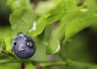 Image showing Blueberry