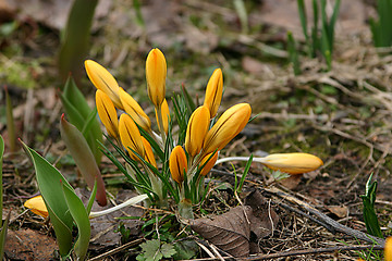 Image showing crocuses