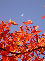Image showing Moon and Autumn Leaves