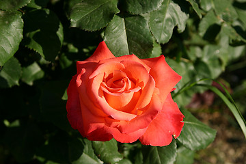 Image showing rose