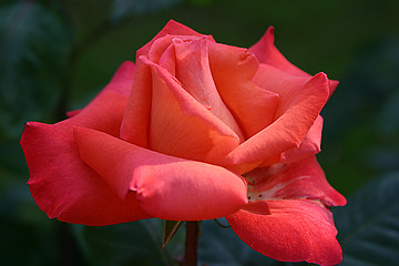 Image showing rose