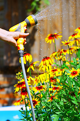Image showing Watering Flowers
