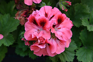 Image showing geranium