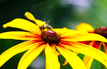 Image showing Bee On Yellow Flower