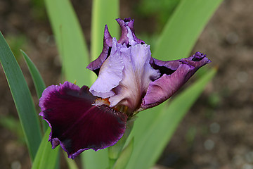 Image showing the flower is getting to open