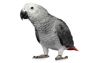 Image showing parrot isolated on white