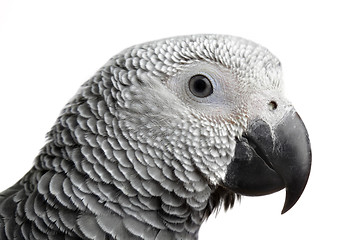 Image showing parrot isolated on white