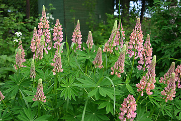 Image showing part of the garden