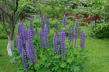 Image showing part of the garden