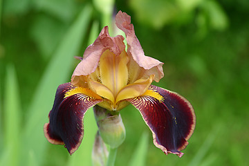 Image showing iris