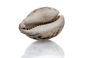 Image showing Seashell with dark spots