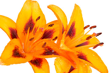 Image showing Orange lilies