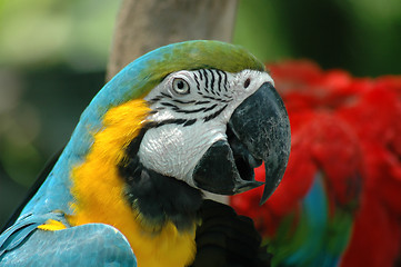 Image showing Parrot Attitude