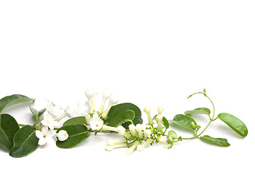 Image showing white flowers of Stephanotis 