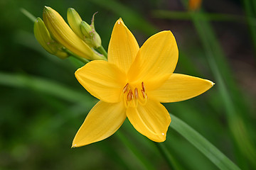 Image showing hemerocallis